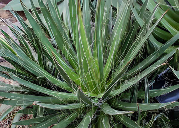 Agave filifera