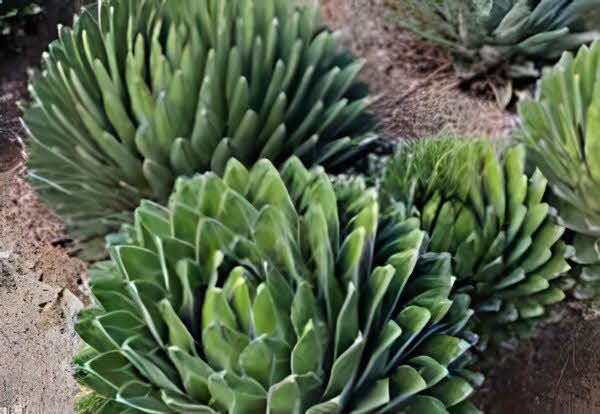 Agave victoriae-reginae