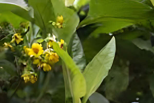 Smallanthus pyramidalis