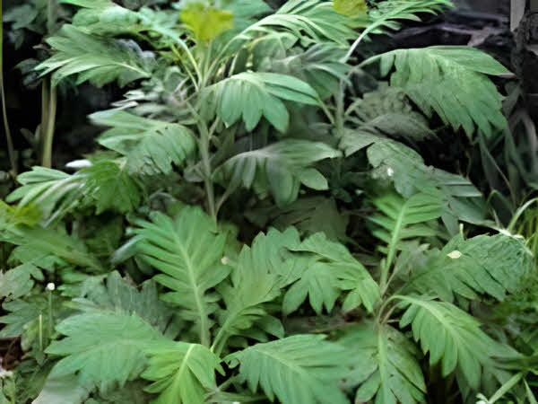 Bocconia frutescens