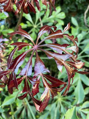 Cussonia sphaerocephala