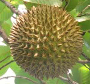 Annona purpurea