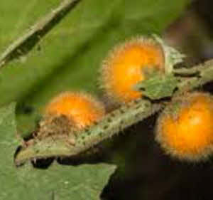 Solanum ferox