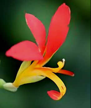 Canna indica