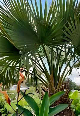 Sabal x brazoriensis