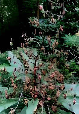 Musschia wollastonii red
