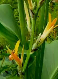 Canna indica var flava