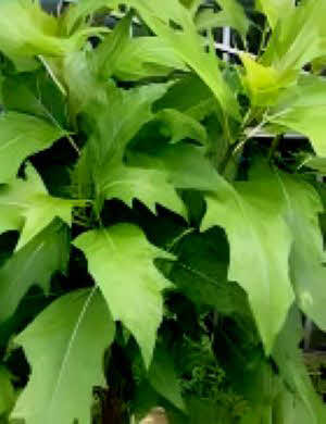 Vasconcellea quercifolia