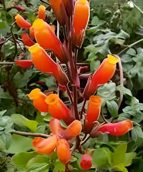 Eccremocarpus scaber Flame Colours