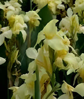 Canna Cannova Lemon