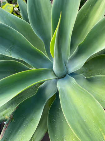 Agave attenuata