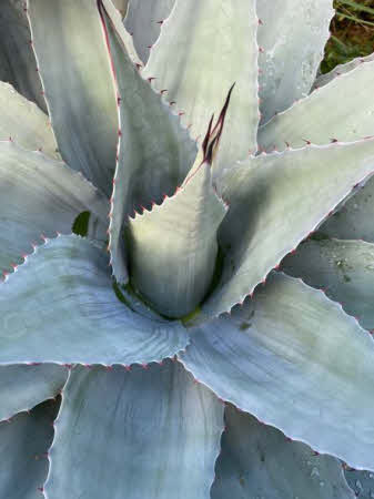 Agave ovatifolia