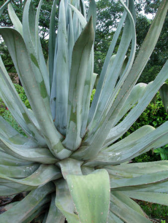 Agave Americana