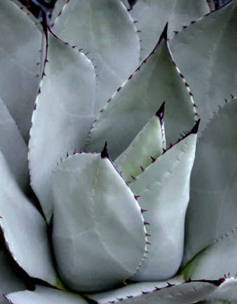 Agave parryi
