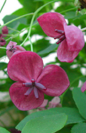Akebia quinata
