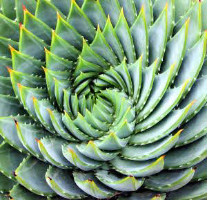 Aloe polyphylla