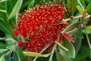 Callistemon glaucus