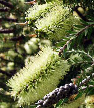 Callistemon viridiflorus