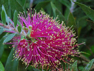 Callistemon violaceus