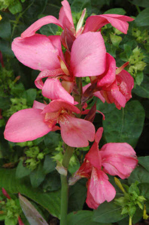 Canna Tropical Series Rose