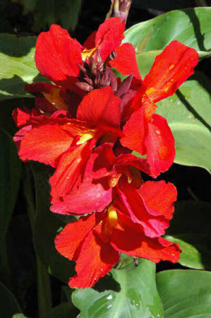 Canna Tropical Series Red