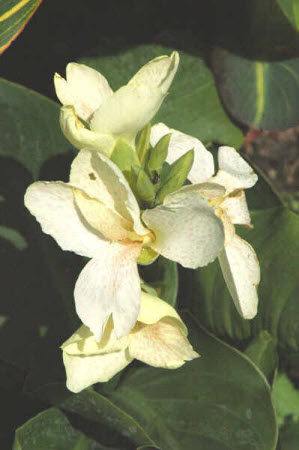 Canna Tropical Series White