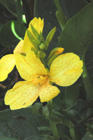Canna Tropical Series Yellow