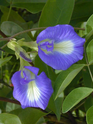 Clitoria ternatea