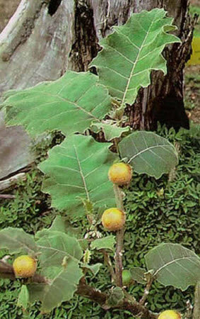Solanum sessiliflorum syn topiro
