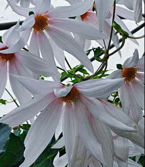 Dahlia campanulata