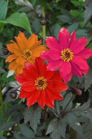 Dahlia Bishops Children