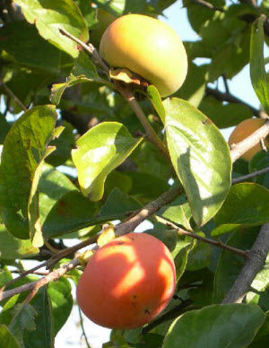 Diospyros kaki
