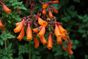 Eccremocarpus scaber