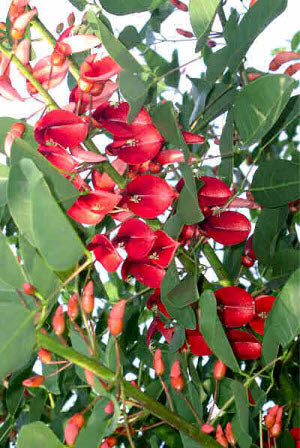 Erythrina crista-galli