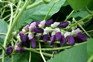 Mucuna Pruriens