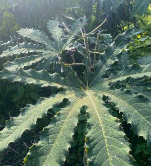 Brassaiopsis hispida