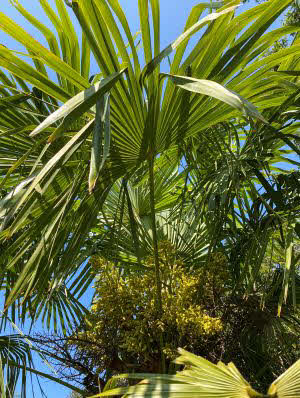 Trachycarpus fortunei x princeps (new form)