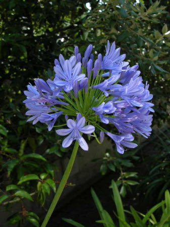 Agapanthus africanus