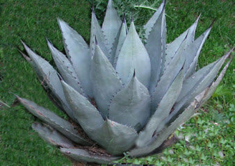 Agave havardiana