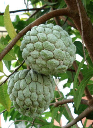 Annona squamosa