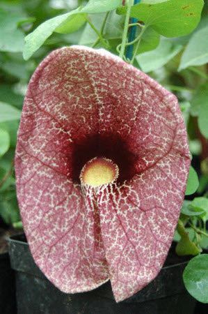 Aristolochia gigantea
