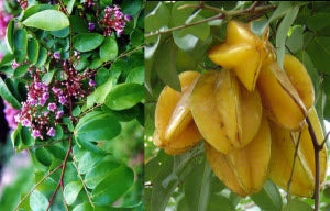 Averrhoa carambola