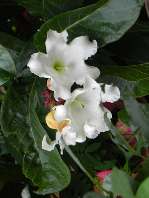 Beaumontia grandiflora