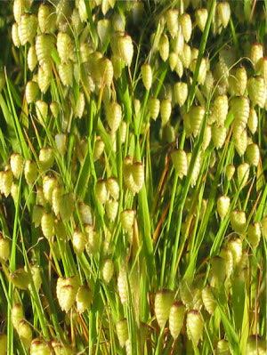 Briza maxima