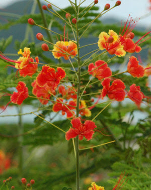 Caesalpinia pulcherrima