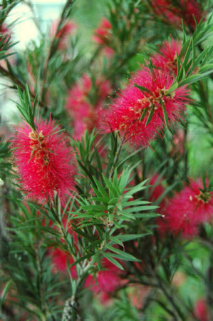 Callistemon linearis