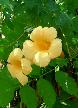 Campsis radicans Flava