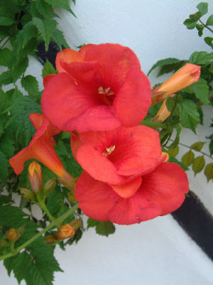 Campsis radicans