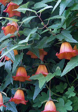 Canarina canariensis