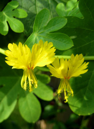 Tropaeolum peregrinum